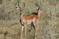 Two impala buck 2